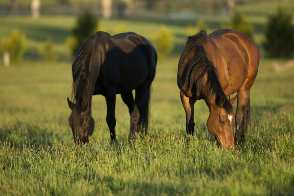 Bloom Horse Shepherd