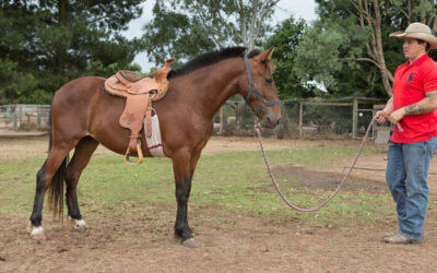 Brumby