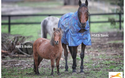 Tonic and Bobs