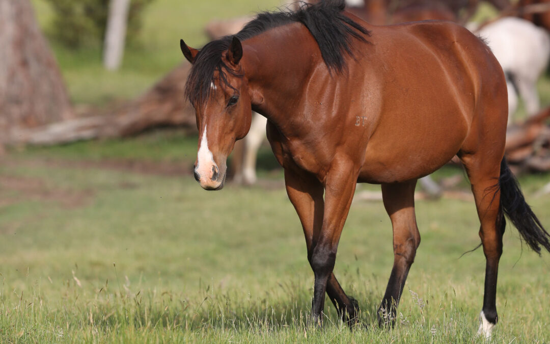 How Much Does It Cost to Own a Horse in Australia?