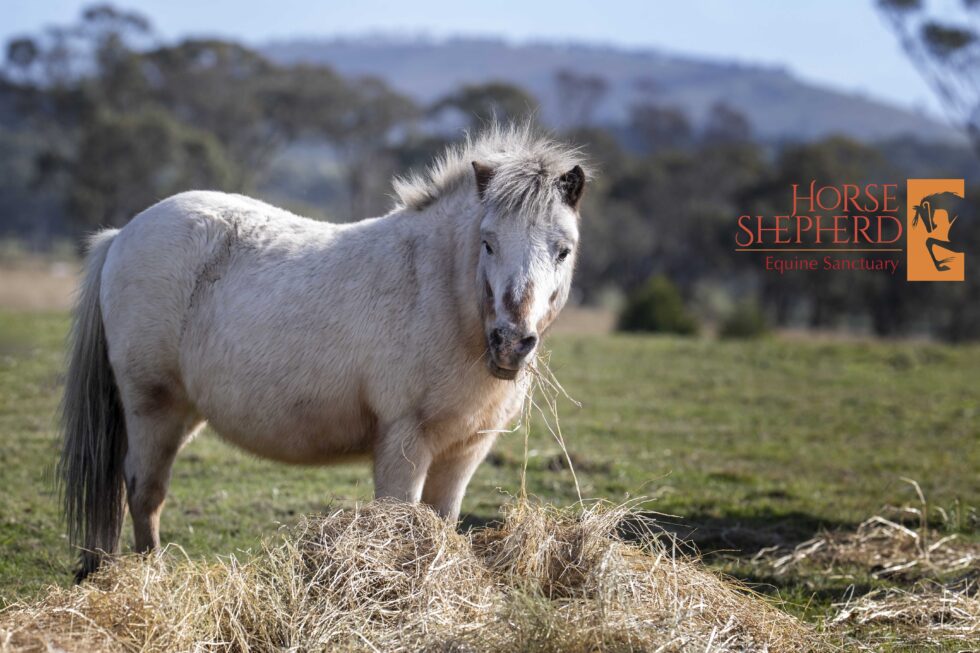 HSES Eyebrows Horse Shepherd
