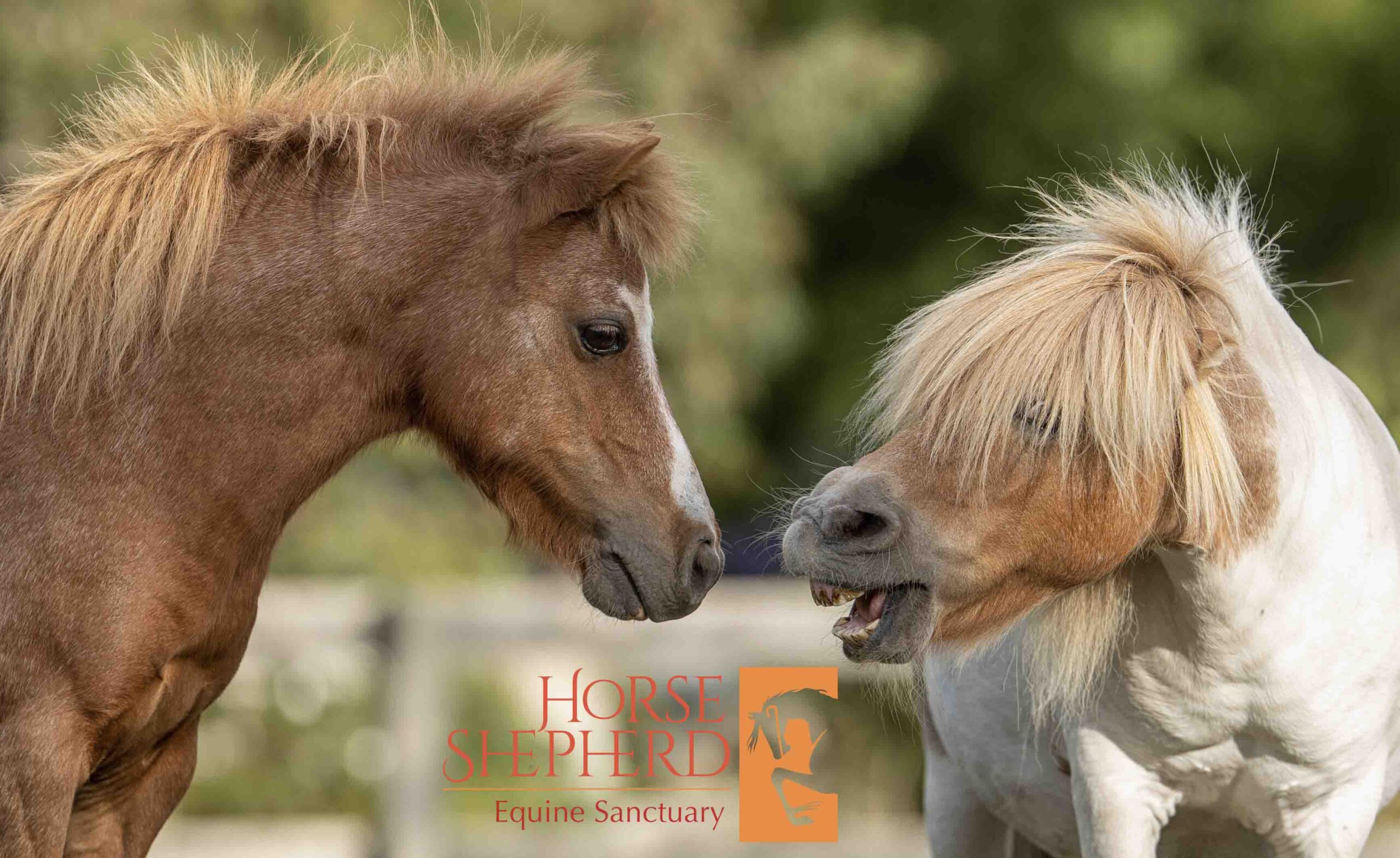 ginger00 Girl And Horses
