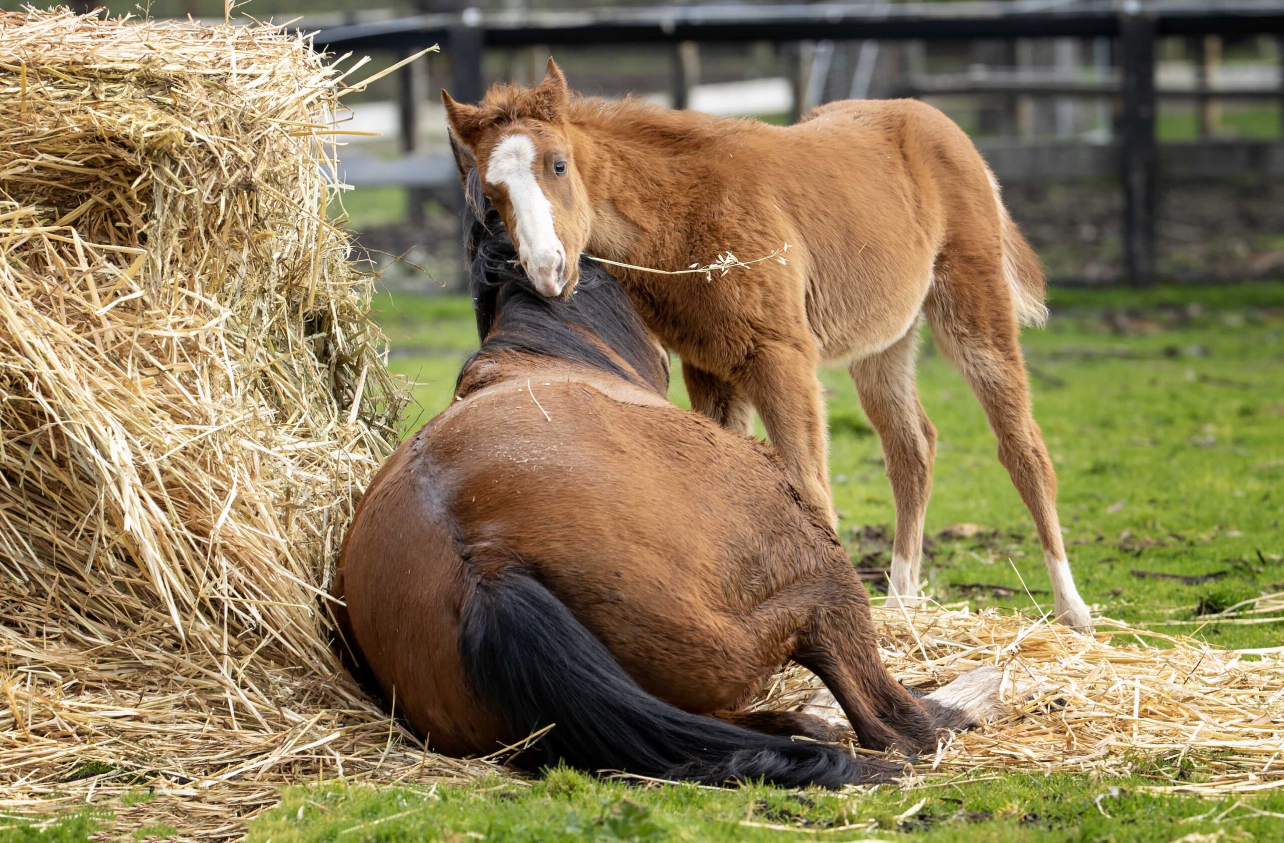 Horses